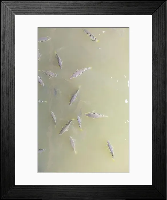 Framed Print : Archer fish or Blowpipe fish Framed Print : Archer fish or Blowpipe fish