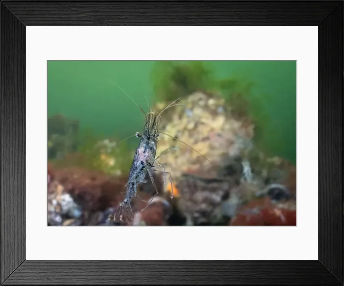 Framed Print : Cold salt water zeeland macro shrimp swimming in Dutch Netherlands scuba dive site Framed Print : Cold salt water zeeland macro shrimp swimming in Dutch Netherlands scuba dive site