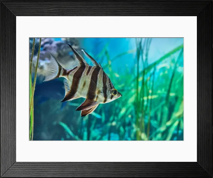 Framed Print : Close-up of beautiful angelfish with flowing fins Framed Print : Close-up of beautiful angelfish with flowing fins