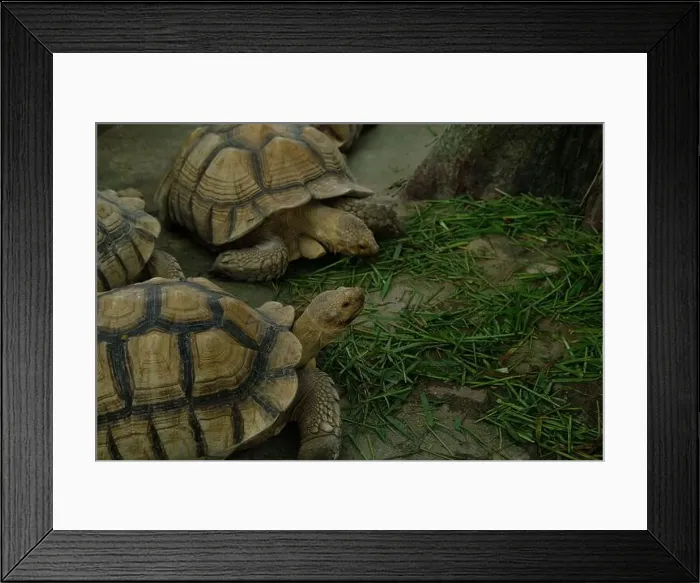 Framed Print : Turtles and daily activities Framed Print : Turtles and daily activities