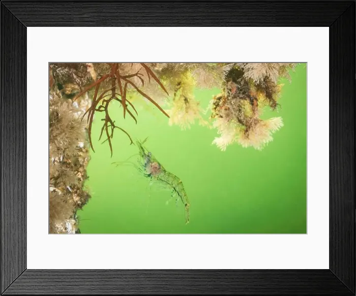Framed Print : Cold salt water zeeland macro shrimp swimming in Dutch Netherlands scuba dive site Framed Print : Cold salt water zeeland macro shrimp swimming in Dutch Netherlands scuba dive site