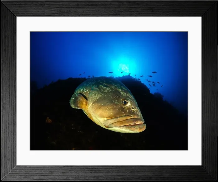 Framed Print : Close-up Dusky Grouper Epinephelous marginatus in Mediterranean sea in Medes Islands on blue background looking