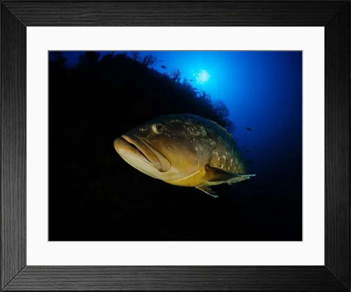 Framed Print : Close-up Dusky Grouper Epinephelous marginatus in Mediterranean sea in Medes Islands on blue background looking Framed Print : Close-up Dusky Grouper Epinephelous marginatus in Mediterranean sea in Medes Islands on blue background looking