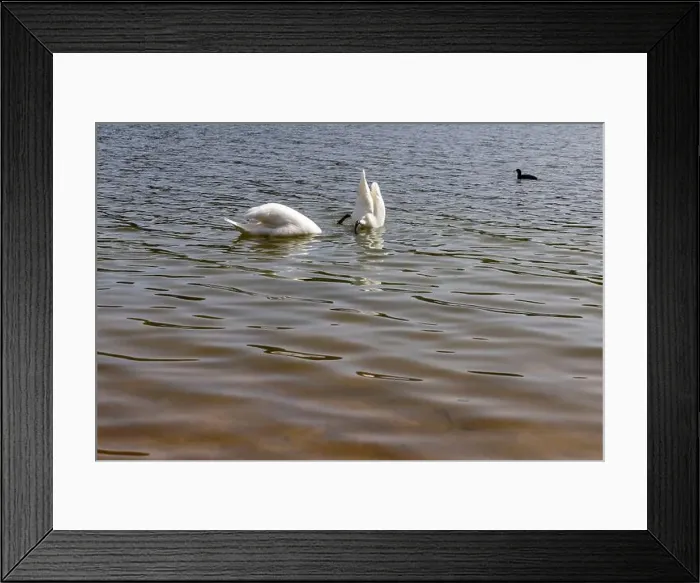 Framed Print : swans feed in the lake in the spring, a pair of white swans look for food underwater in the lake Framed Print : swans feed in the lake in the spring, a pair of white swans look for food underwater in the lake