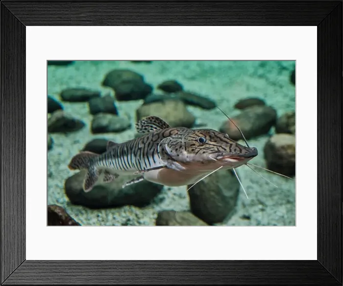 Framed Print : Close-up of striped catfish swimming over rocky Framed Print : Close-up of striped catfish swimming over rocky