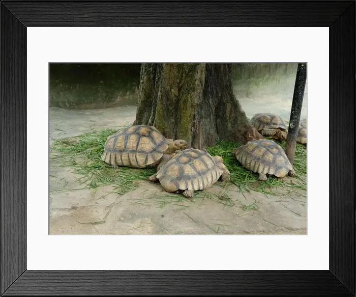 Framed Print : Turtles and daily activities Framed Print : Turtles and daily activities