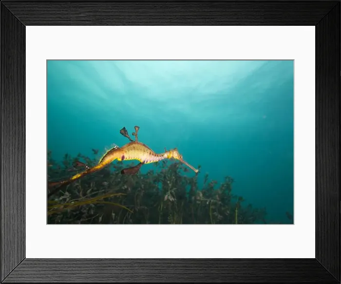 Framed Print : Weedy Sea dragon at Finders Pier Framed Print : Weedy Sea dragon at Finders Pier