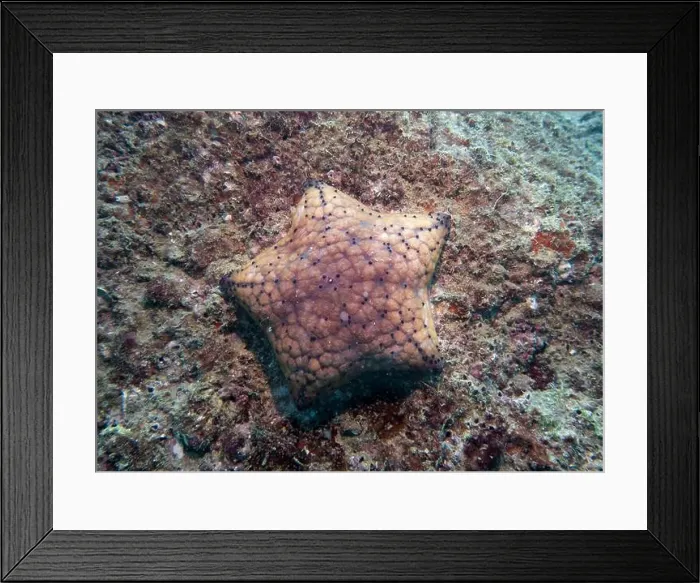 Framed Print : A five-pointed orange-red starfish on a coral reef at the bottom of the Gulf of Oman in Fujairah, United Arab Emirates Framed Print : A five-pointed orange-red starfish on a coral reef at the bottom of the Gulf of Oman in Fujairah, United Arab Emirates