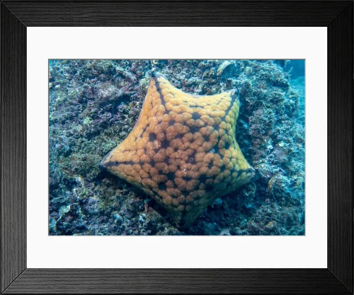 Framed Print : A five-pointed orange-red starfish on a coral reef at the bottom of the Gulf of Oman in Fujairah, United Arab Emirates Framed Print : A five-pointed orange-red starfish on a coral reef at the bottom of the Gulf of Oman in Fujairah, United Arab Emirates