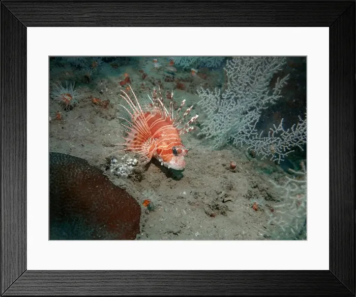 Framed Print : Lion fish hunting at the bottom of the Gulf of Oman in Fujairah, United Arab Emirates Framed Print : Lion fish hunting at the bottom of the Gulf of Oman in Fujairah, United Arab Emirates
