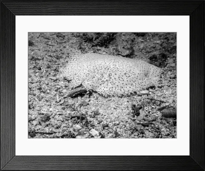 Framed Print : A flounder fish hides at the bottom of the Gulf of Oman in Fujairah, United Arab Emirates, in black and white Framed Print : A flounder fish hides at the bottom of the Gulf of Oman in Fujairah, United Arab Emirates, in black and white