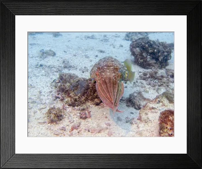 Framed Print : A cuttlefish disguises itself among the brown thickets at the bottom of the Gulf of Oman in Fujairah Framed Print : A cuttlefish disguises itself among the brown thickets at the bottom of the Gulf of Oman in Fujairah