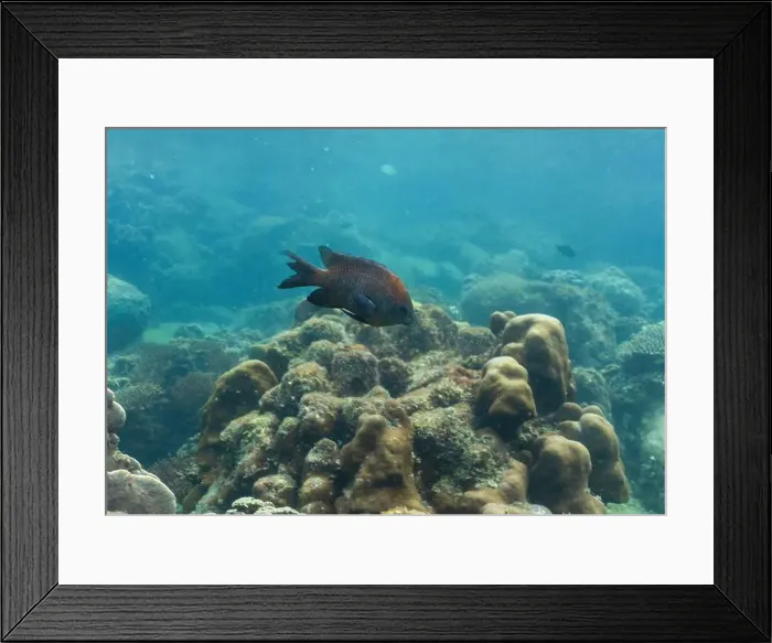 Framed Print : underwater landscape of a coral reef with colorful exotic fish Framed Print : underwater landscape of a coral reef with colorful exotic fish