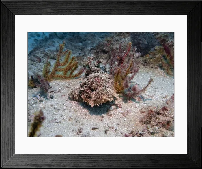 Framed Print : Poisonous scorpion fish among soft corals at the bottom of the Gulf of Oman in Fujairah, United Arab Emirates Framed Print : Poisonous scorpion fish among soft corals at the bottom of the Gulf of Oman in Fujairah, United Arab Emirates