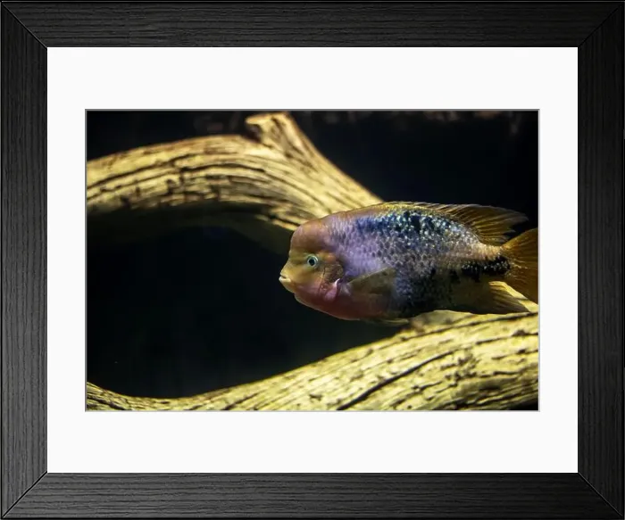 Framed Print : A lively fish is gracefully swimming around in a tank that is situated right next to a wooden log Framed Print : A lively fish is gracefully swimming around in a tank that is situated right next to a wooden log