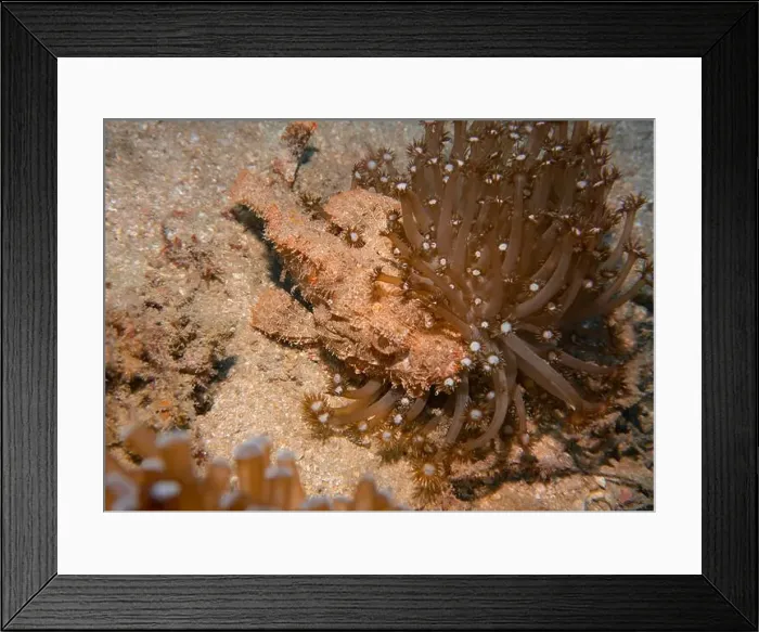 Framed Print : Poisonous scorpion fish among soft corals at the bottom of the Gulf of Oman in Fujairah, United Arab Emirates Framed Print : Poisonous scorpion fish among soft corals at the bottom of the Gulf of Oman in Fujairah, United Arab Emirates