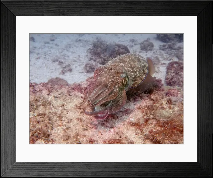 Framed Print : A cuttlefish disguises itself among the brown thickets at the bottom of the Gulf of Oman in Fujairah Framed Print : A cuttlefish disguises itself among the brown thickets at the bottom of the Gulf of Oman in Fujairah