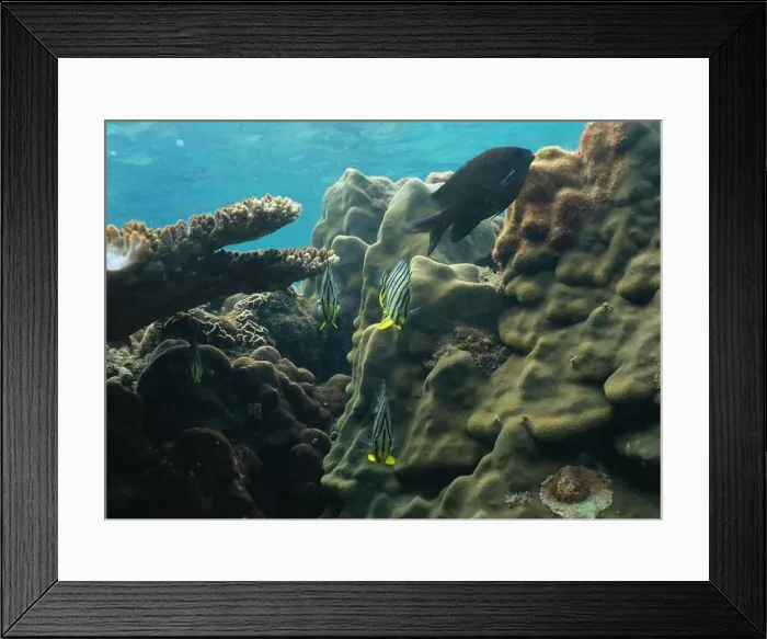 Framed Print : underwater landscape of a coral reef with colorful exotic fish Framed Print : underwater landscape of a coral reef with colorful exotic fish