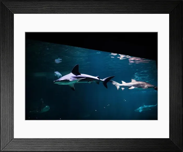 Framed Print : Tiger shark in sea water. Big shark in deep blue water. Aquarium in New-Jersey Framed Print : Tiger shark in sea water. Big shark in deep blue water. Aquarium in New-Jersey