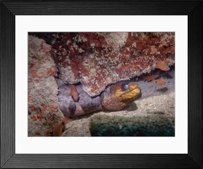 Framed Print : A moray eel in a crevice on a coral reef at the bottom of the Gulf of Oman in Fujairah, United Arab Emirates Framed Print : A moray eel in a crevice on a coral reef at the bottom of the Gulf of Oman in Fujairah, United Arab Emirates