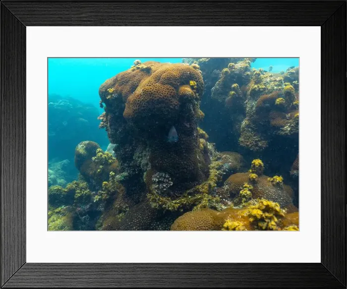 Framed Print : underwater landscape of a coral reef with colorful exotic fish Framed Print : underwater landscape of a coral reef with colorful exotic fish