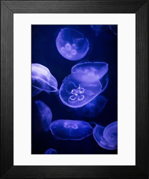 Framed Print : underwater image of jellyfishes Framed Print : underwater image of jellyfishes