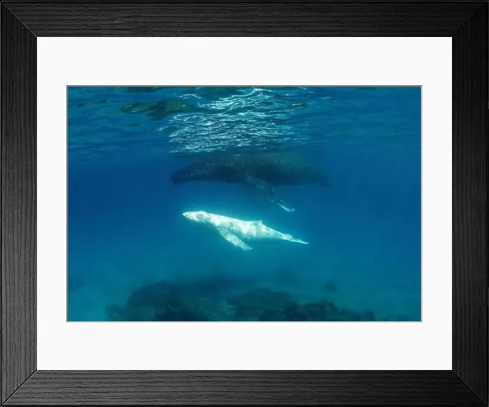 Framed Print : Humpback whale and her albino calf in shallow water Framed Print : Humpback whale and her albino calf in shallow water
