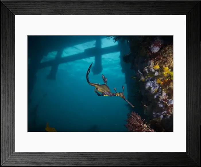 Framed Print : Weedy Sea dragon at Finders Pier Framed Print : Weedy Sea dragon at Finders Pier