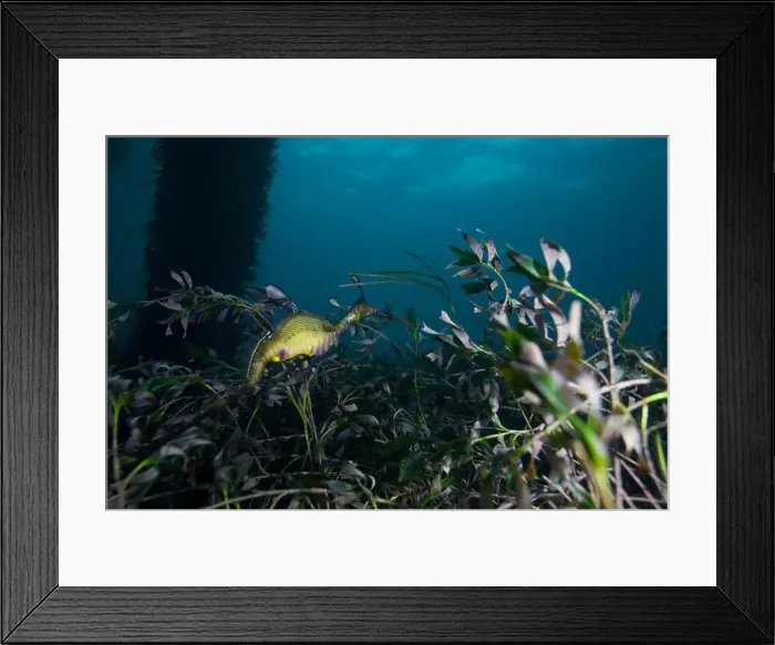 Framed Print : Weedy Sea dragon at Finders Pier Framed Print : Weedy Sea dragon at Finders Pier