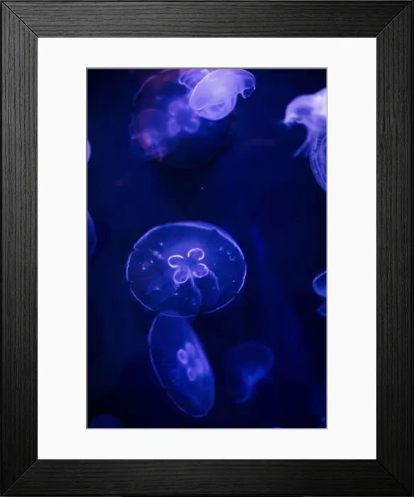 Framed Print : underwater image of jellyfishes Framed Print : underwater image of jellyfishes