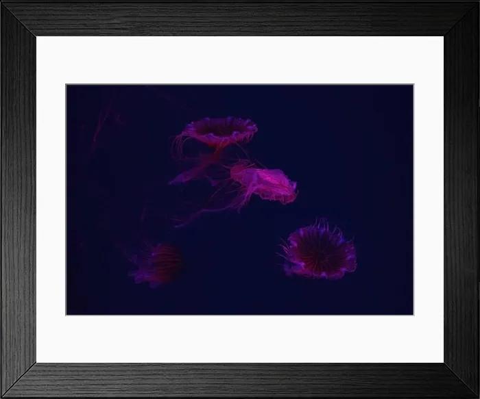 Framed Print : Group of jellyfish swimming underwater aquarium pool with red neon light Framed Print : Group of jellyfish swimming underwater aquarium pool with red neon light