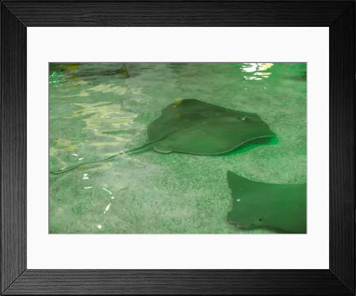 Framed Print : Southern gray stingray in a petting stingray tank Framed Print : Southern gray stingray in a petting stingray tank