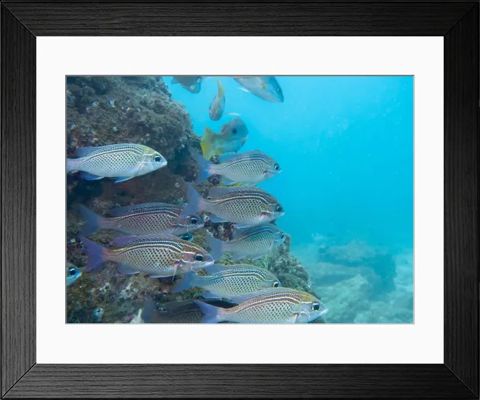 Framed Print : A flock of fish near a cliff on a sponge-covered coral reef at the bottom of the Gulf of Oman in Fujairah Framed Print : A flock of fish near a cliff on a sponge-covered coral reef at the bottom of the Gulf of Oman in Fujairah