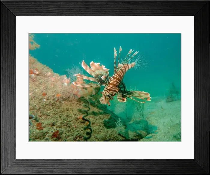 Framed Print : Lion fish hunting at the bottom of the Gulf of Oman in Fujairah, United Arab Emirates Framed Print : Lion fish hunting at the bottom of the Gulf of Oman in Fujairah, United Arab Emirates