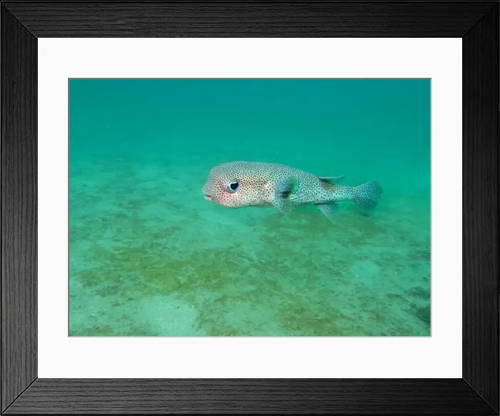 Framed Print : The spot-fin porcupinefish (Diodon hystrix) fish on a coral reef at the bottom of the Gulf of Oman in Fujairah Framed Print : The spot-fin porcupinefish (Diodon hystrix) fish on a coral reef at the bottom of the Gulf of Oman in Fujairah