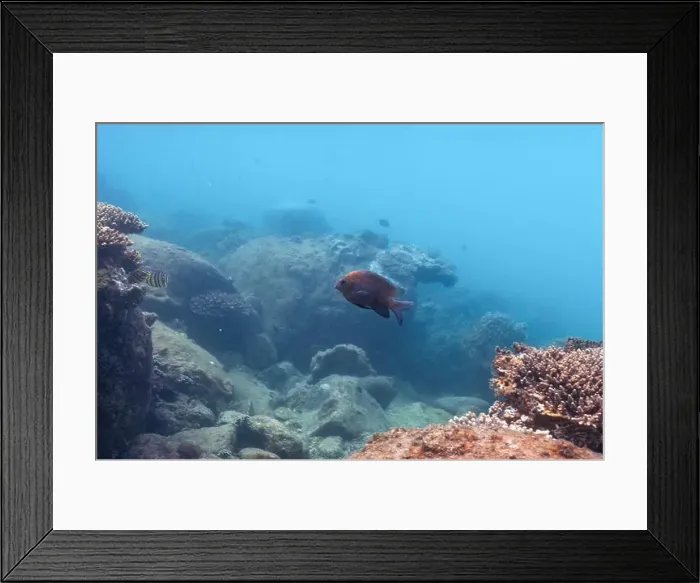 Framed Print : underwater landscape of a coral reef with colorful exotic fish Framed Print : underwater landscape of a coral reef with colorful exotic fish