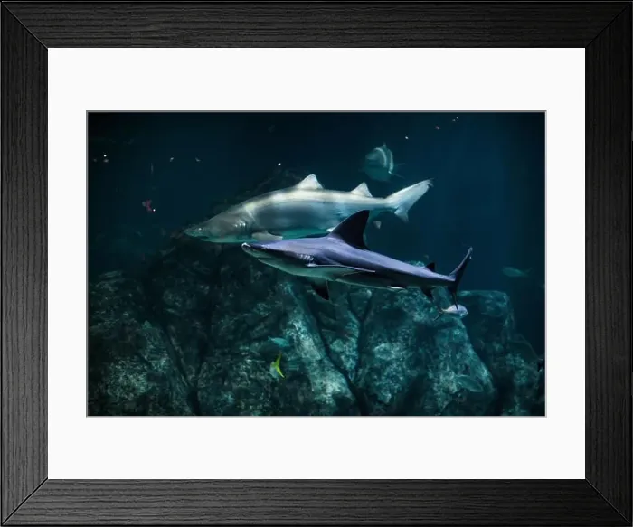 Framed Print : Tiger shark in sea water. Big shark in deep blue water. Aquarium in New-Jersey Framed Print : Tiger shark in sea water. Big shark in deep blue water. Aquarium in New-Jersey