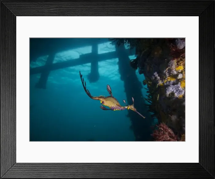 Framed Print : Weedy Sea dragon at Finders Pier Framed Print : Weedy Sea dragon at Finders Pier