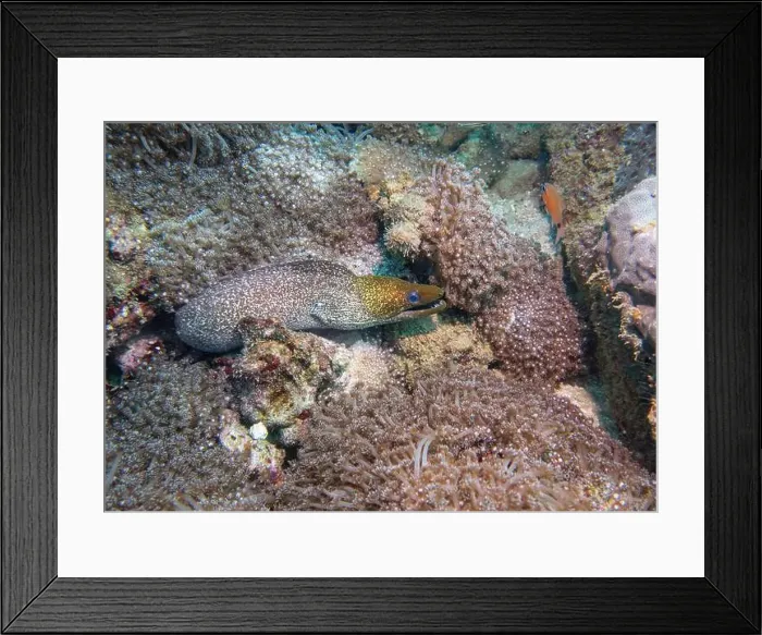 Framed Print : A Pepper Moray eel hides on a coral reef at the bottom of the Gulf of Oman in Fujairah, United Arab Emirates