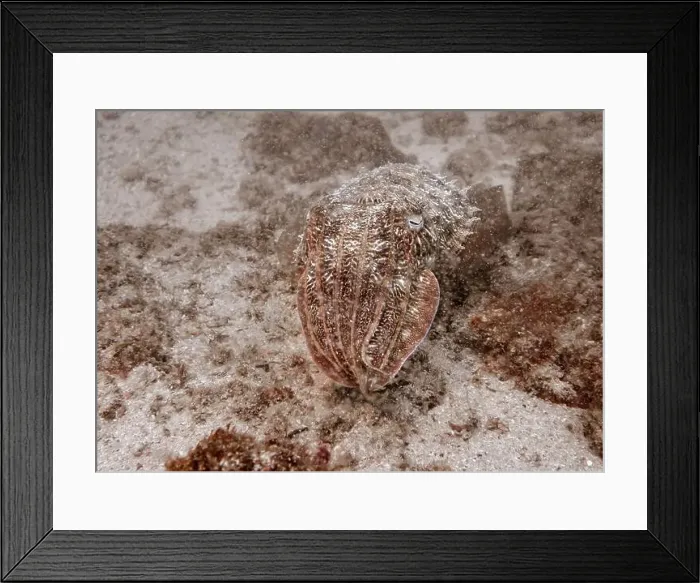 Framed Print : A cuttlefish disguises itself among the brown thickets at the bottom of the Gulf of Oman in Fujairah Framed Print : A cuttlefish disguises itself among the brown thickets at the bottom of the Gulf of Oman in Fujairah