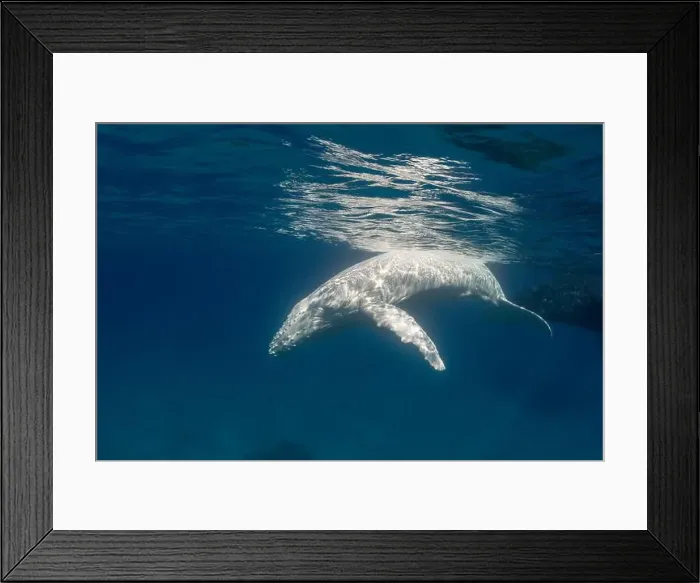 Framed Print : Albino (white) humpback whale Framed Print : Albino (white) humpback whale