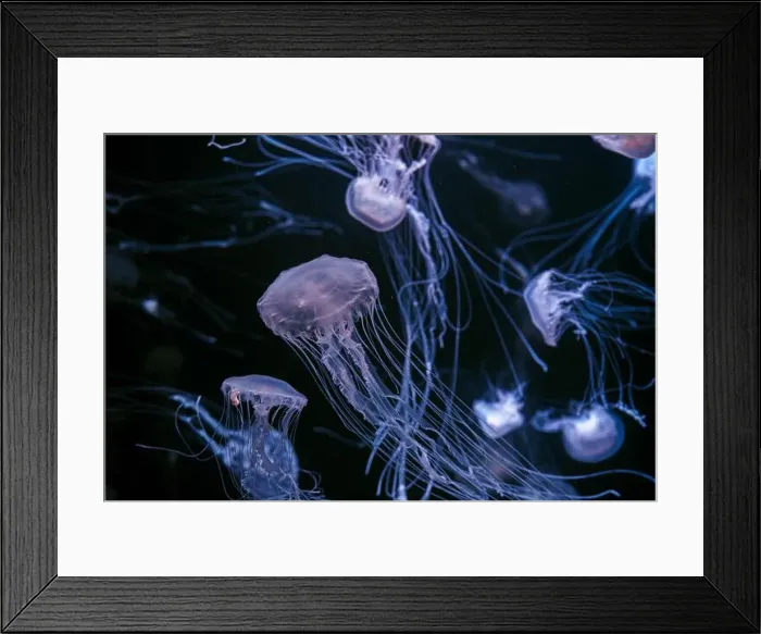 Framed Print : Group of Atlantic sea nettle, Chrysaora quinquecirrha Framed Print : Group of Atlantic sea nettle, Chrysaora quinquecirrha