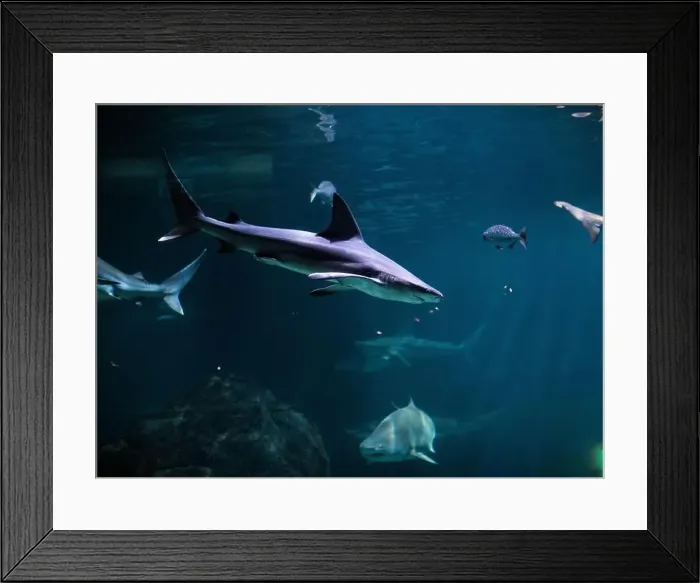 Framed Print : Tiger shark in sea water. Big shark in deep blue water. Aquarium in New-Jersey Framed Print : Tiger shark in sea water. Big shark in deep blue water. Aquarium in New-Jersey