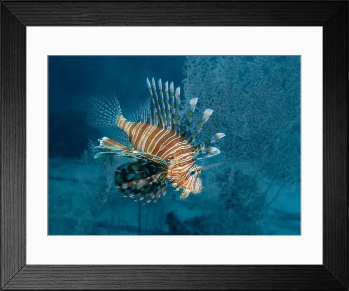 Framed Print : Lion fish hunting at the bottom of the Gulf of Oman in Fujairah, United Arab Emirates Framed Print : Lion fish hunting at the bottom of the Gulf of Oman in Fujairah, United Arab Emirates
