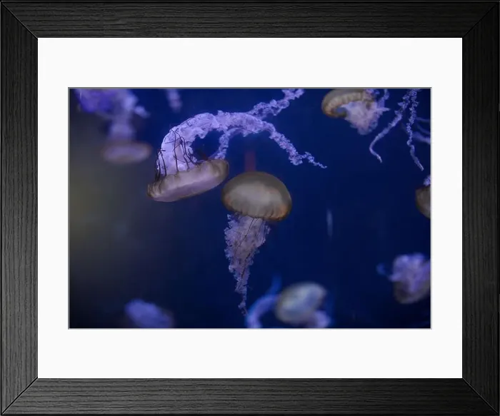 Framed Print : underwater image of jellyfishes Framed Print : underwater image of jellyfishes