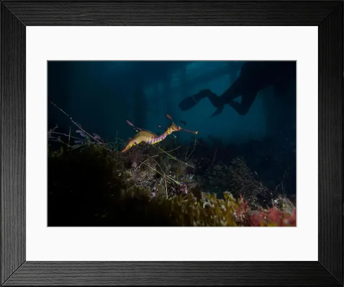 Framed Print : Weedy Sea dragon at Finders Pier Framed Print : Weedy Sea dragon at Finders Pier