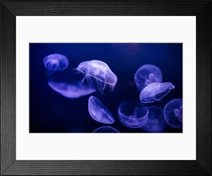 Framed Print : underwater image of jellyfishes Framed Print : underwater image of jellyfishes