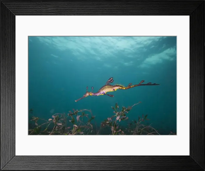 Framed Print : Weedy Sea dragon at Finders Pier Framed Print : Weedy Sea dragon at Finders Pier