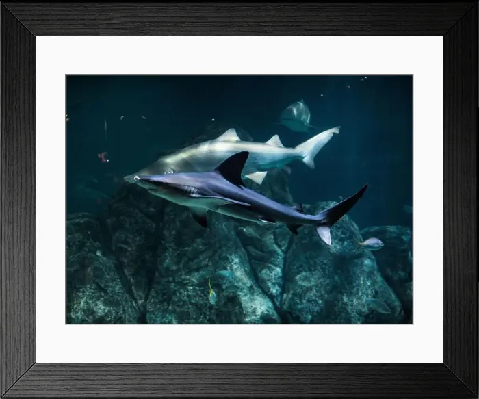 Framed Print : Tiger shark in sea water. Big shark in deep blue water. Aquarium in New-Jersey Framed Print : Tiger shark in sea water. Big shark in deep blue water. Aquarium in New-Jersey