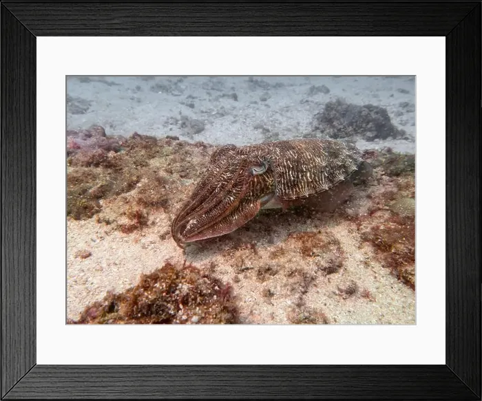 Framed Print : A cuttlefish disguises itself among the brown thickets at the bottom of the Gulf of Oman in Fujairah Framed Print : A cuttlefish disguises itself among the brown thickets at the bottom of the Gulf of Oman in Fujairah